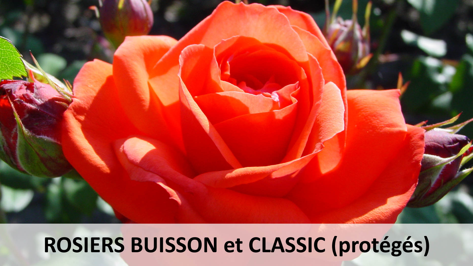 Catégories de roses - Neyt-van Sante