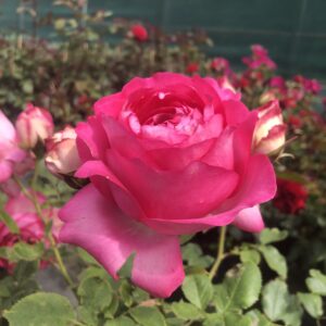 Pink Eden Rose (R)